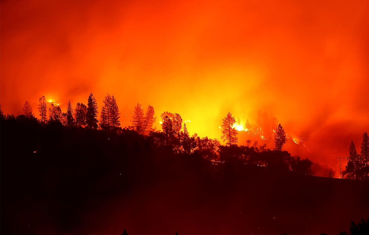 Trees burning on a hillside engulfed in flames